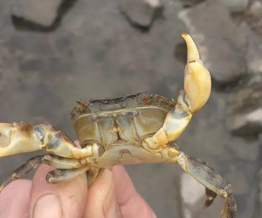 The Asian shore crab is an opportunistic species which may threaten British fish and shellfish populations