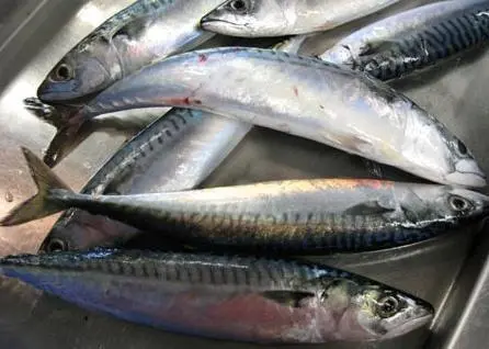 North East Atlantic mackerel stocks are at their highest level in 26 years. Credit: NOAA Northeast Fisheries Science Center