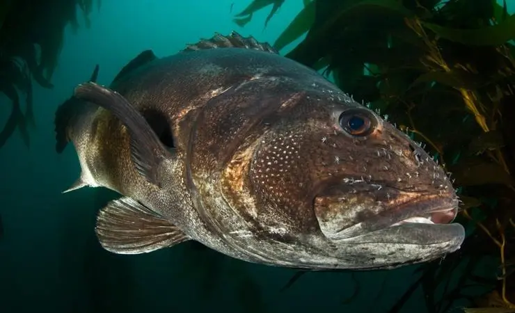 EU Member States are preparing a sea bass management plan. © Octavio Aburto/Marine Photobank