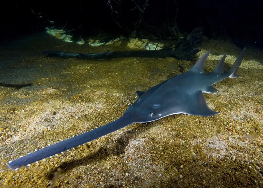 Photo: Largetooth sawfish (Pristis pristis) Photo: David Wackenfelt