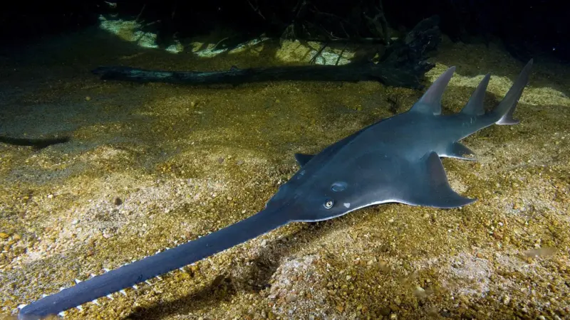 Photo: Largetooth sawfish (Pristis pristis) Photo: David Wackenfelt