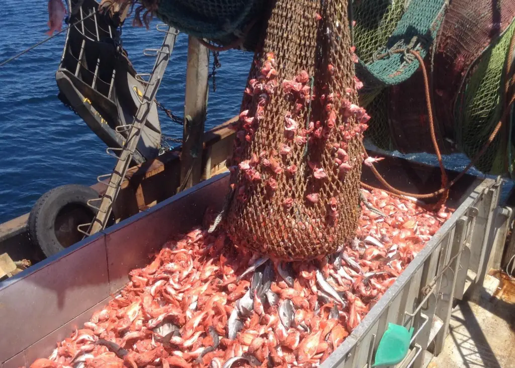 During the trials nearly 40 tonnes of redfish were caught off Nova Scotia