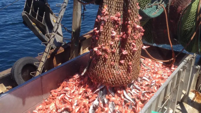During the trials nearly 40 tonnes of redfish were caught off Nova Scotia