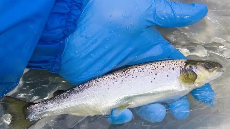 The identification of the gene responsible for IPN resistance in salmon enables a great accuracy in the selection of broodstock, ensuring the offspring to be resistant to IPN