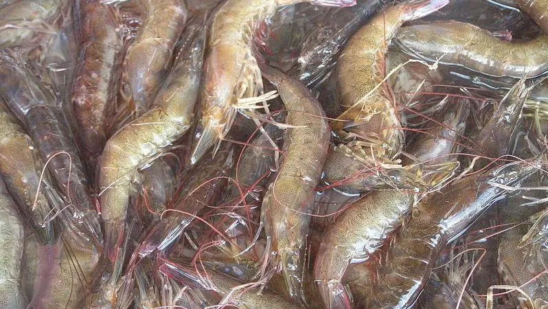 National Fish & Seafood is launching a project to bring small-scale shrimp farmers closer to BAP certification. Credit: pinay06/CC BY-SA 3.0