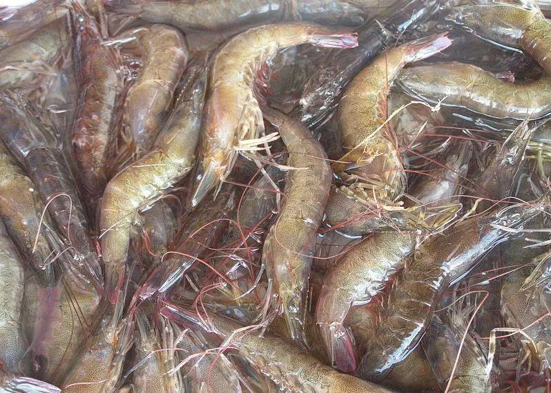 National Fish & Seafood is launching a project to bring small-scale shrimp farmers closer to BAP certification. Credit: pinay06/CC BY-SA 3.0