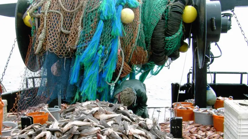 Trawling is blamed for being the worst villain to harm the ocean floor. Credit: John Wallace, NOAA/NMFS/NWFSC/FRAMD