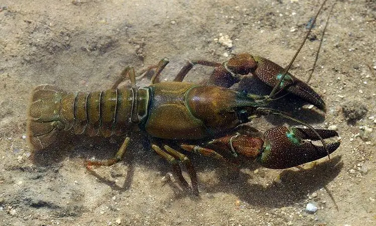 Signal crayfish. Credit: David Perez/CC BY 3.0