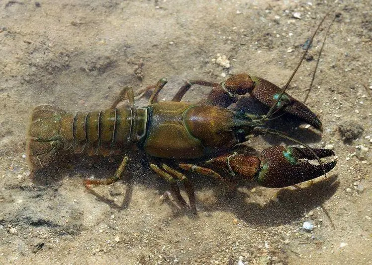 Signal crayfish. Credit: David Perez/CC BY 3.0