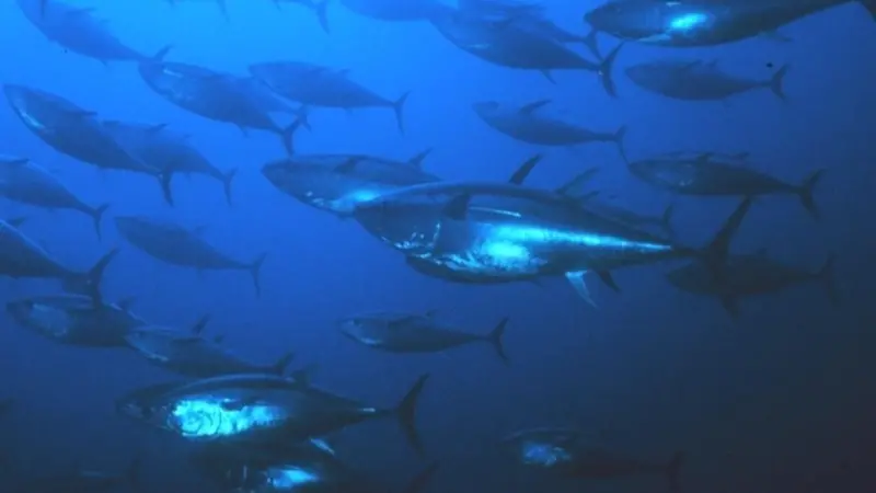 IATTC failed to adopt any conservation measures on bluefin tuna. Credit: NOAA