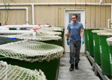 A SEANET program is to be established in Maine