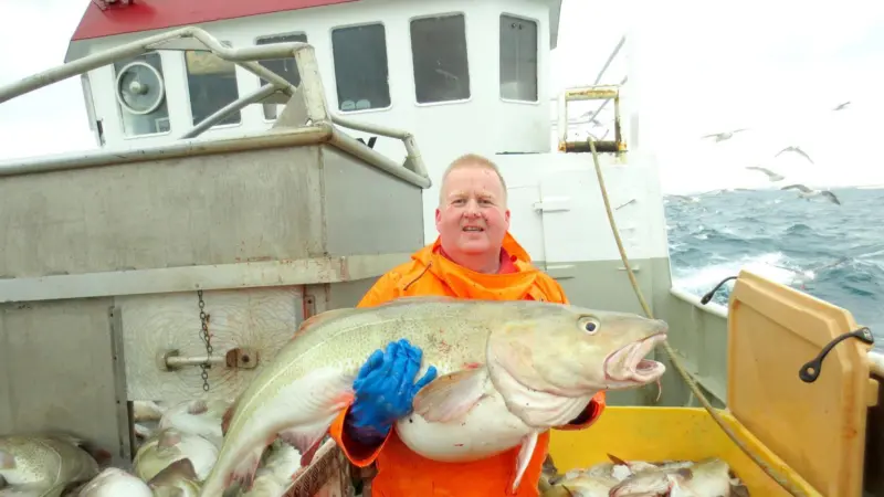 Plenty of big cod in the sea