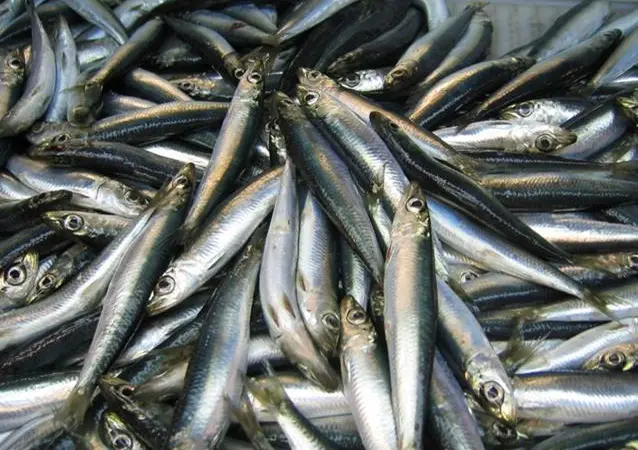 Catch of Atlantic herring. Credit: NOAA FishWatch