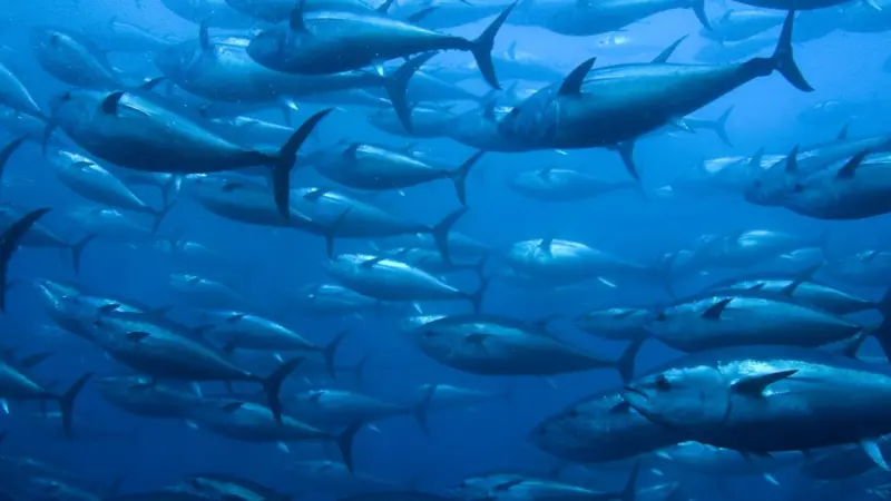 Bluefin tuna catches are continually being tightened and there has been a 50% reduction in haul limit