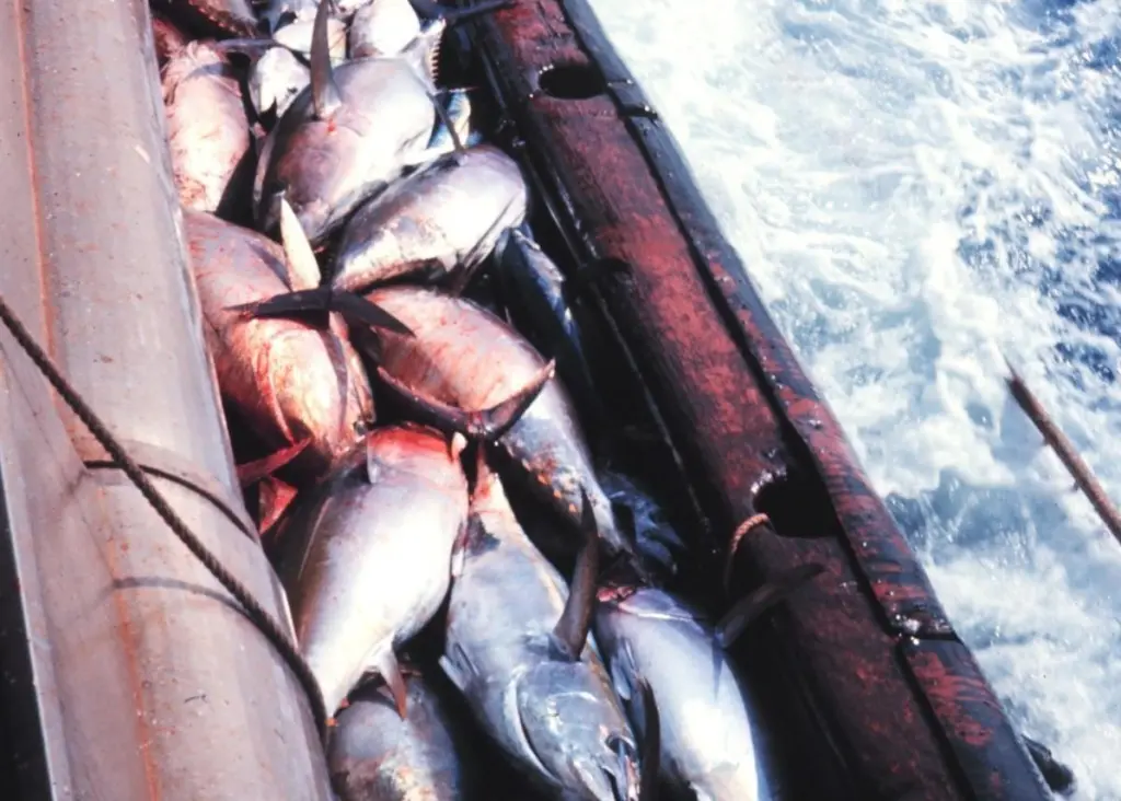 The research used new methods to track Atlantic Ocean bigeye tuna. Photo: NOAA