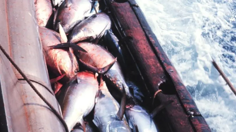 The research used new methods to track Atlantic Ocean bigeye tuna. Photo: NOAA