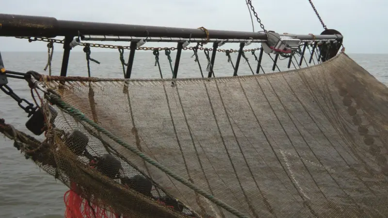Despite a trawling ban being enforced in 2006, ecosystems in the Channel are still under threat