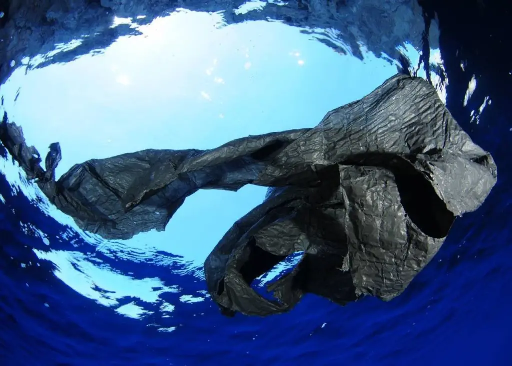 Oceana says marine litter in the Baltic Sea is getting worse. Photo: Oceana Europe/Flickr