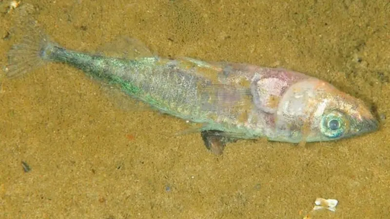 The website reports on sick, dead or dying fish in the Baltic Sea. Photo: Oceana