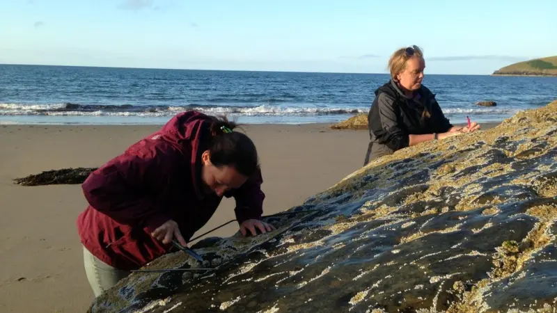 The researchers hope to develop models to predict future impacts of climate change, fishing and ocean acidification Photo: MarClim/MBA