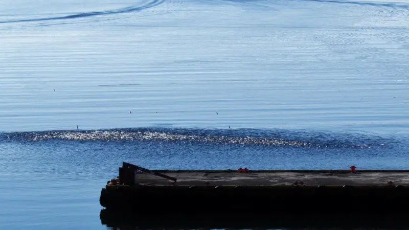 Mackerel shoal close to shore in Iceland