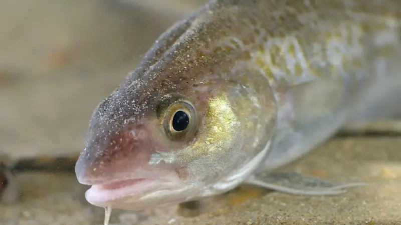 Atlantic cod. © Hans Hillewaert/CC-BY-SA-3.0, via Wikimedia Commons
