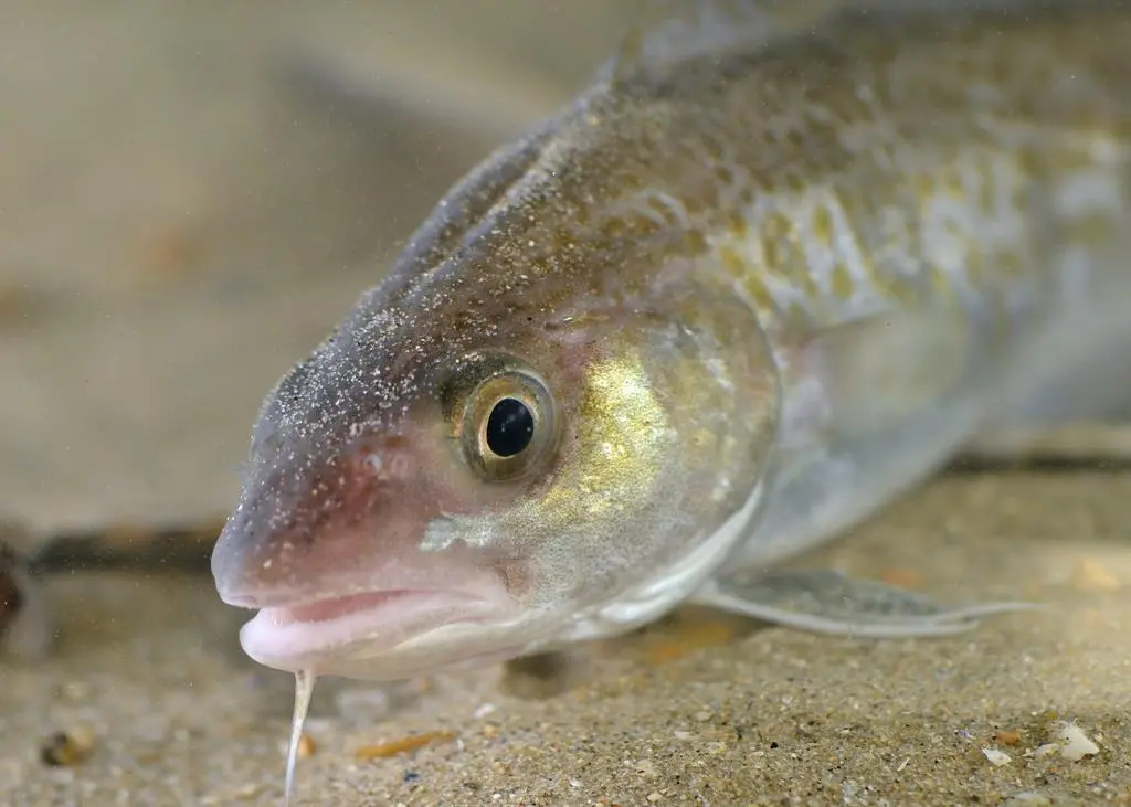 Atlantic cod. © Hans Hillewaert/CC-BY-SA-3.0, via Wikimedia Commons