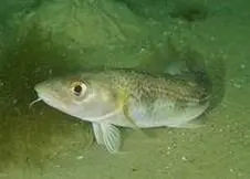 Atlantic cod (Gadus morhua) © OCEANA/Carlos Minguell