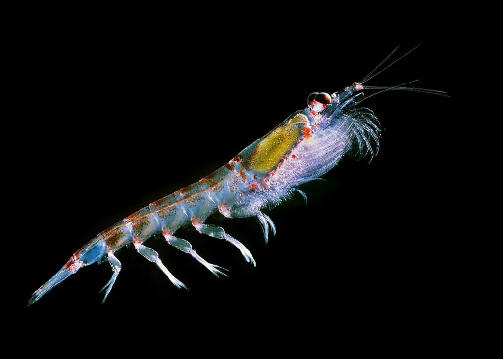 Antarctic krill. Credit: Uwe Kils/CC BY-SA 3.0/via Wikimedia Commons