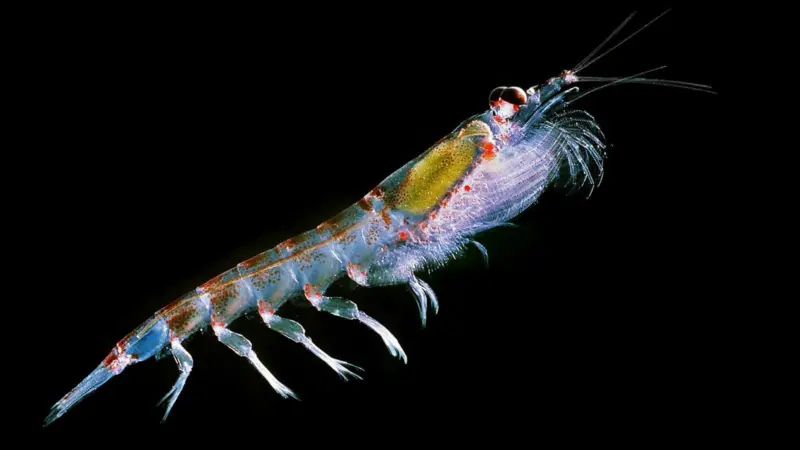 Antarctic krill. Credit: Uwe Kils/CC BY-SA 3.0/via Wikimedia Commons