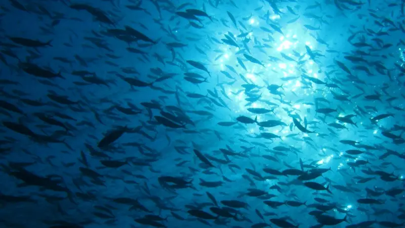 Seafood producers, retailers and consumers are delivering lasting improvements to the sustainability of marine ecosystems, fish stocks and fishing communities. Credit: Alexander Vasenin/CC-BY-SA-3.0/via Wikimedia Commons