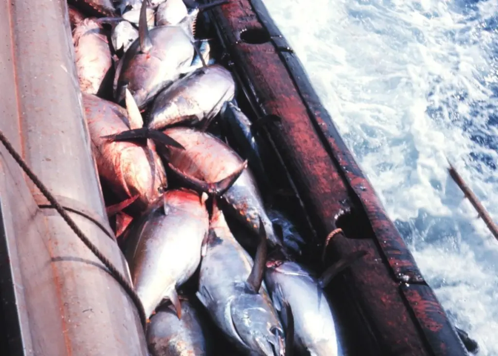 The abundance rating for Pacific bigeye stocks has changed from healthy to overfished. Credit: NOAA
