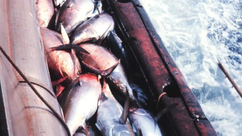 The abundance rating for Pacific bigeye stocks has changed from healthy to overfished. Credit: NOAA