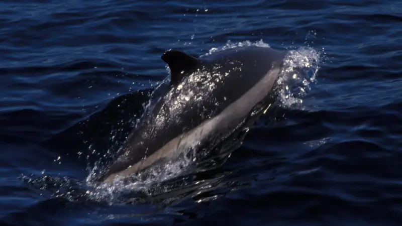 White-sided dolphin. Credit: Allen Shimada NOAA/NMFS/OST/AMD