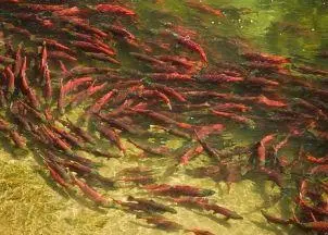 Bristol Bay produces nearly 50% of the world’s supply of sockeye. Photo: Ben Knight