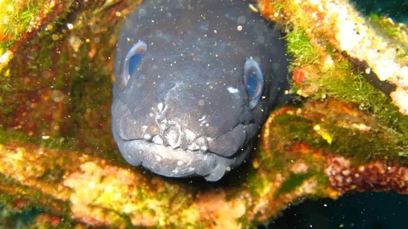 Seafish says that making conger eel a ‘deep sea’ species will have a negative effect on over 600 UK vessels whose catch partly comprises the species