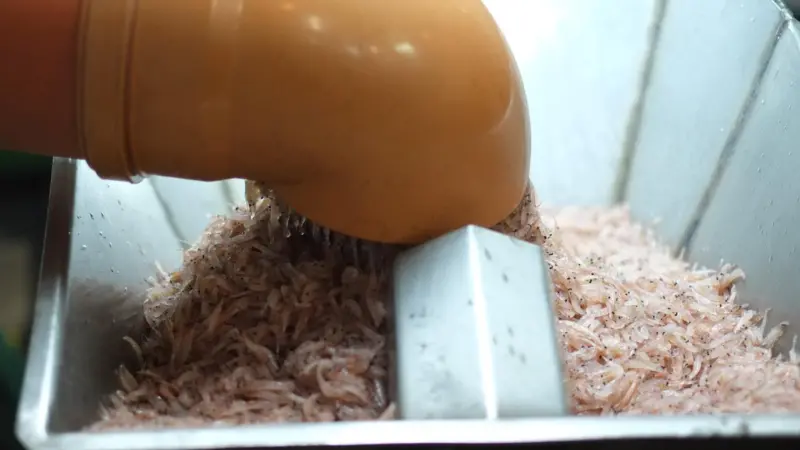 Tharos at sea trial - raw fresh krill arriving to the pilot plant