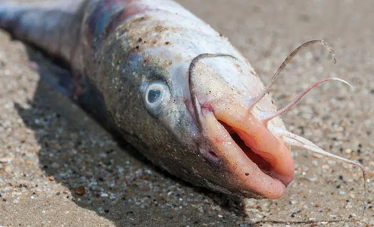 Catfish. Credit: Wilfredor (Own work)/CC-BY-SA-3.0, via Wikimedia Commons