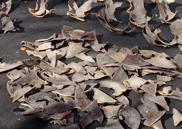 New strengthened requirements under the standard will work to ensure that shark finning is not occurring in MSC fisheries Photo: NOAA