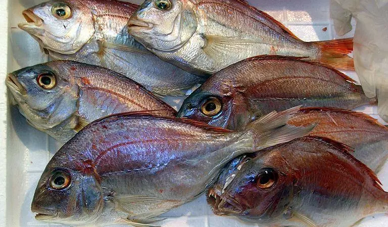 Red sea bream. Credit: malias/CC-BY-2.0, via Wikimedia Commons