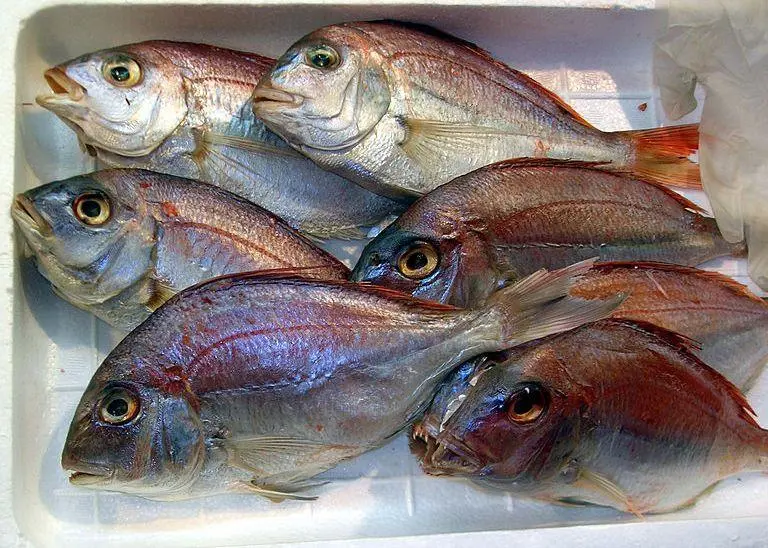 Red sea bream. Credit: malias/CC-BY-2.0, via Wikimedia Commons