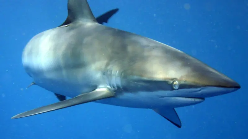 The silky shark is one of two heavily depleted pelagic sharks in the Western and Central Pacific. Credit: Alex Chernikh/CC BY-SA 3.0/via Wikimedia Commons