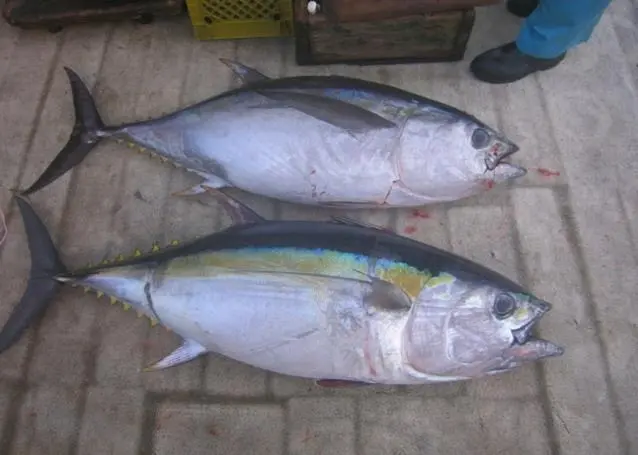 Bigeye tuna. Credit: NOAA
