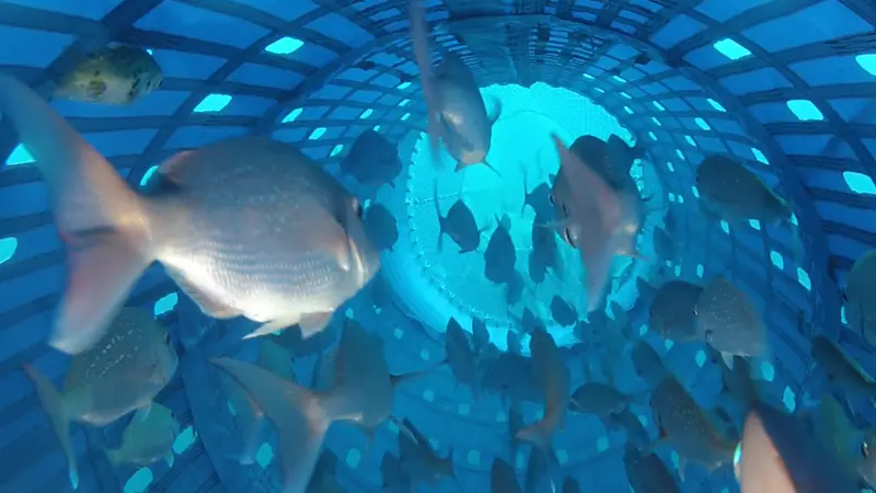 Snapper inside the Precision Seafood Harvesting technology