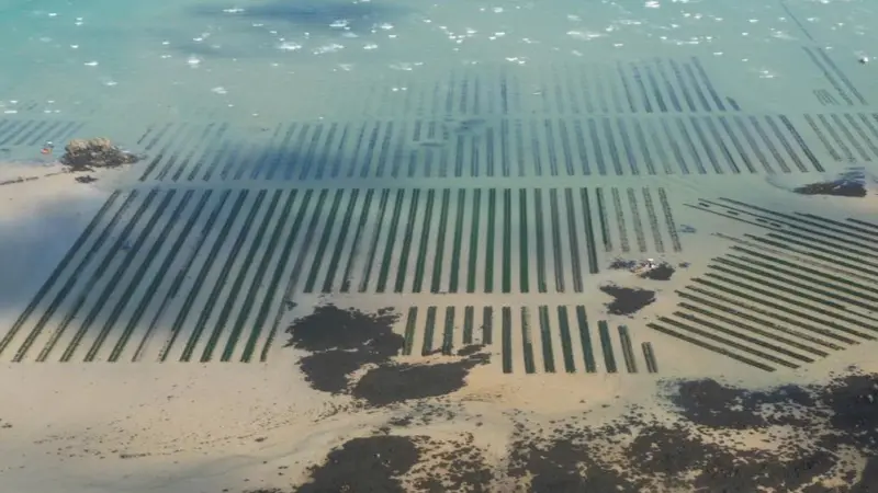 Jersey Sea Farms, Jersey Oyster Ltd and Seymour Oysters have all been certified to the Aquaculture Stewardship Council (ASC) Bivalves Standard