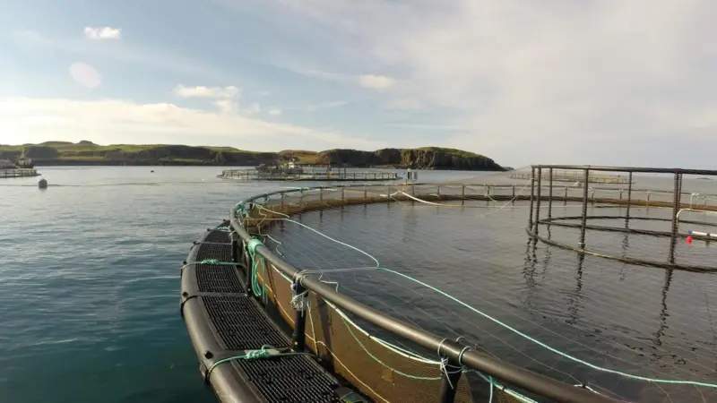 Fish pens at Marine Harvest’s new farm on the Isle of Muck