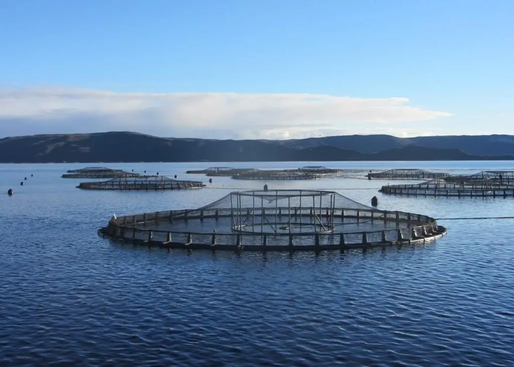 All Tassal salmon farming operations are now ASC certified