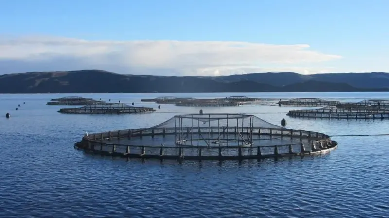 All Tassal salmon farming operations are now ASC certified