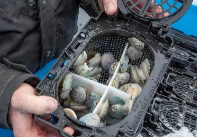 Abalone at Ocean Grown Abalone’s farm. Credit: Ocean Grown Abalone