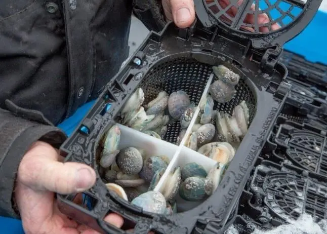 Abalone at Ocean Grown Abalone’s farm. Credit: Ocean Grown Abalone